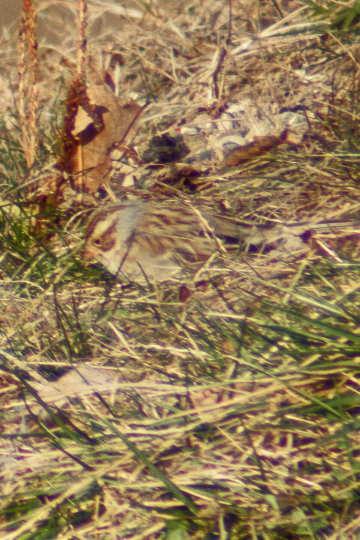 Image of Clay-colored Sparrow