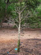 Image of Grandidier’s baobab