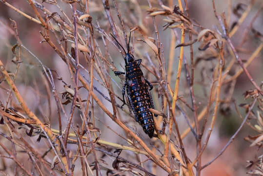 صورة Monistria pustulifera (Walker & F. 1871)