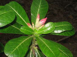 Image de Adenium obesum (Forsk.) Roem. & Schult.