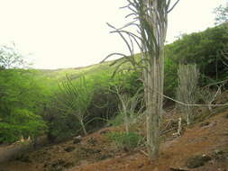 Image of Madagascan ocotillo