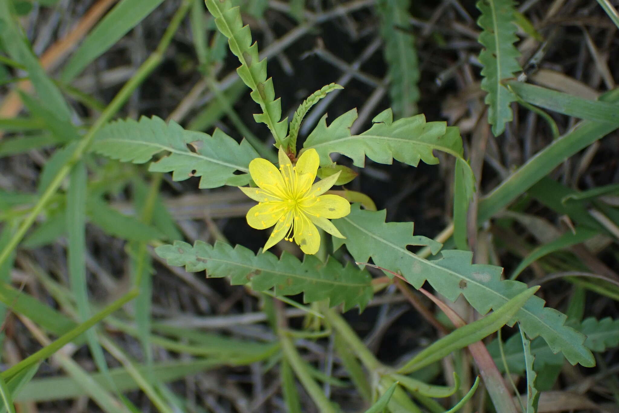 Imagem de Corchorus asplenifolius Burch.