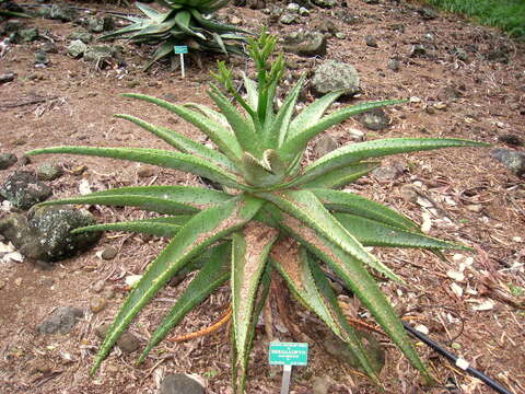 Image of Mountain aloe