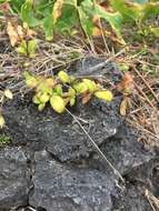 Image of Leptopetalum biflorum (L.) Neupane & N. Wikstr.