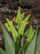 Image of Mountain aloe