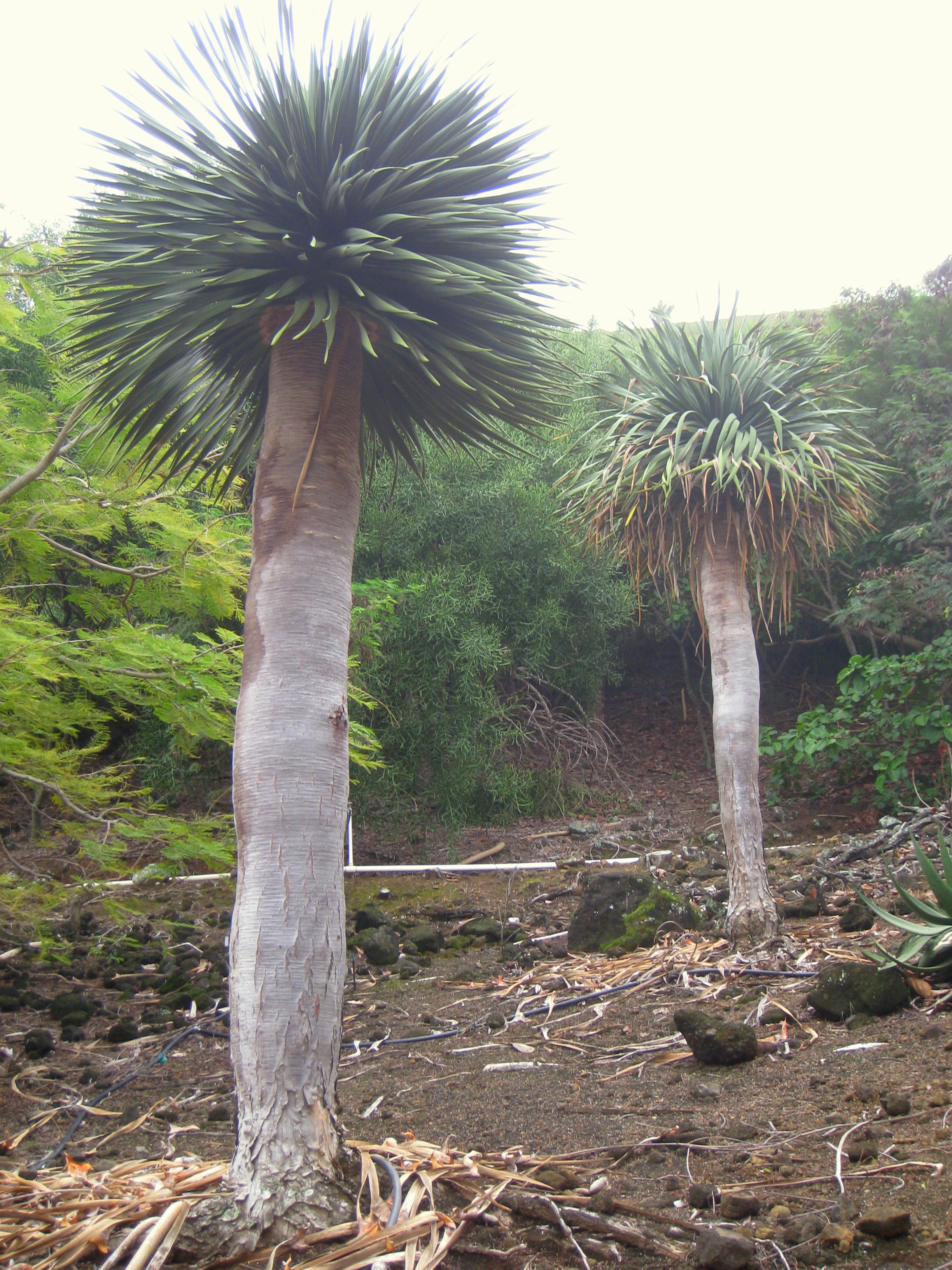 Dragon S Blood Tree Encyclopedia Of Life