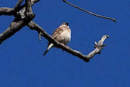 Image of Plum-headed Finch