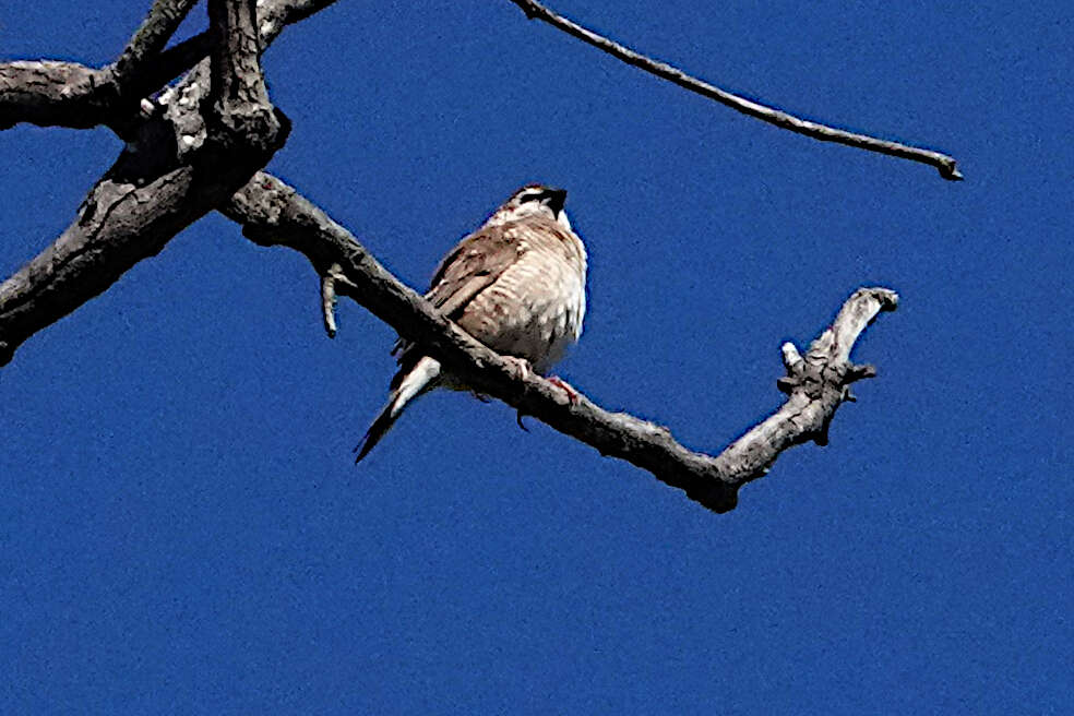 Image of Plum-headed Finch