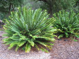 Image of Natal Cycad