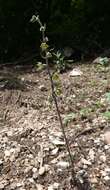 Image of Small-leaved Helleborine