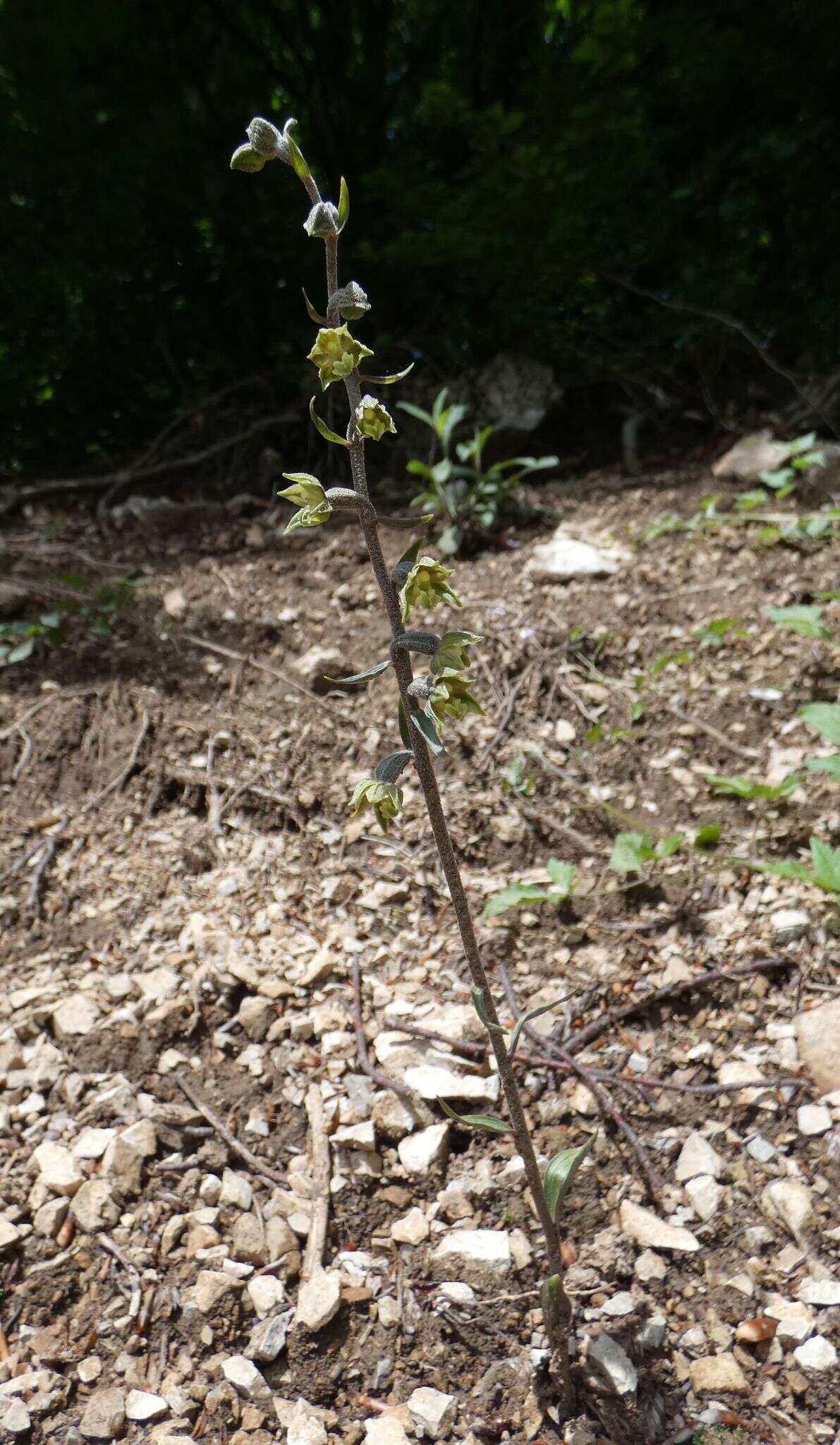 Image of Small-leaved Helleborine