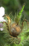 Image of Ipomoea dichroa (Roem. & Schult.) Choisy