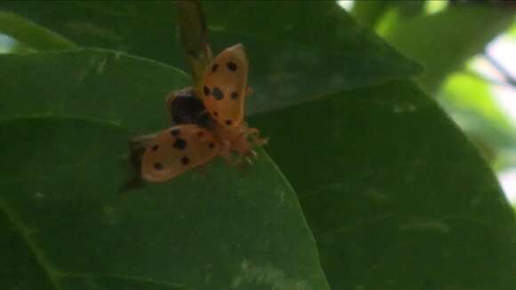 Image of Mexican bean beetle