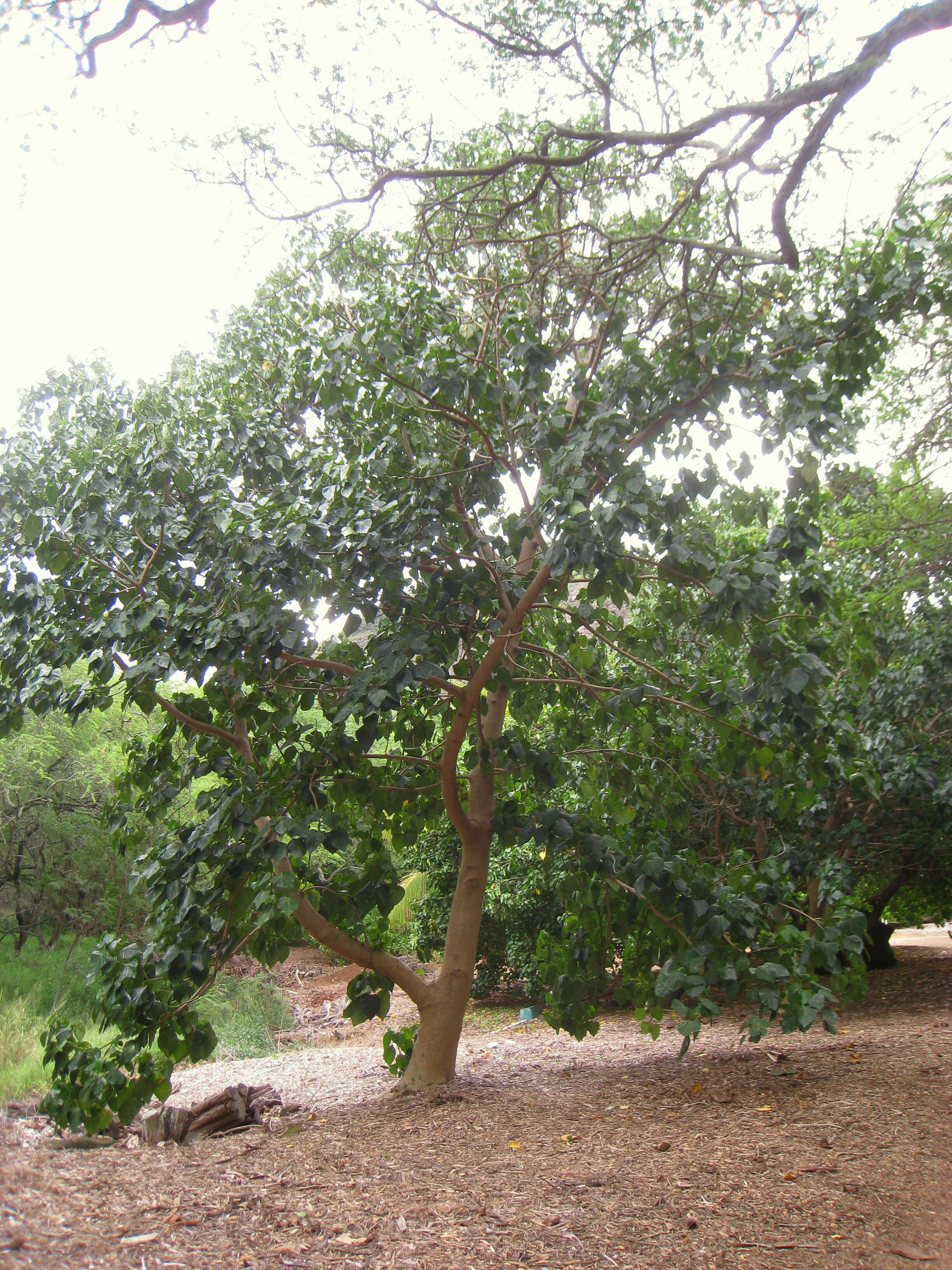 Image of Lantern tree