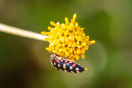 Image of Acmaeodera gibbula Le Conte 1858