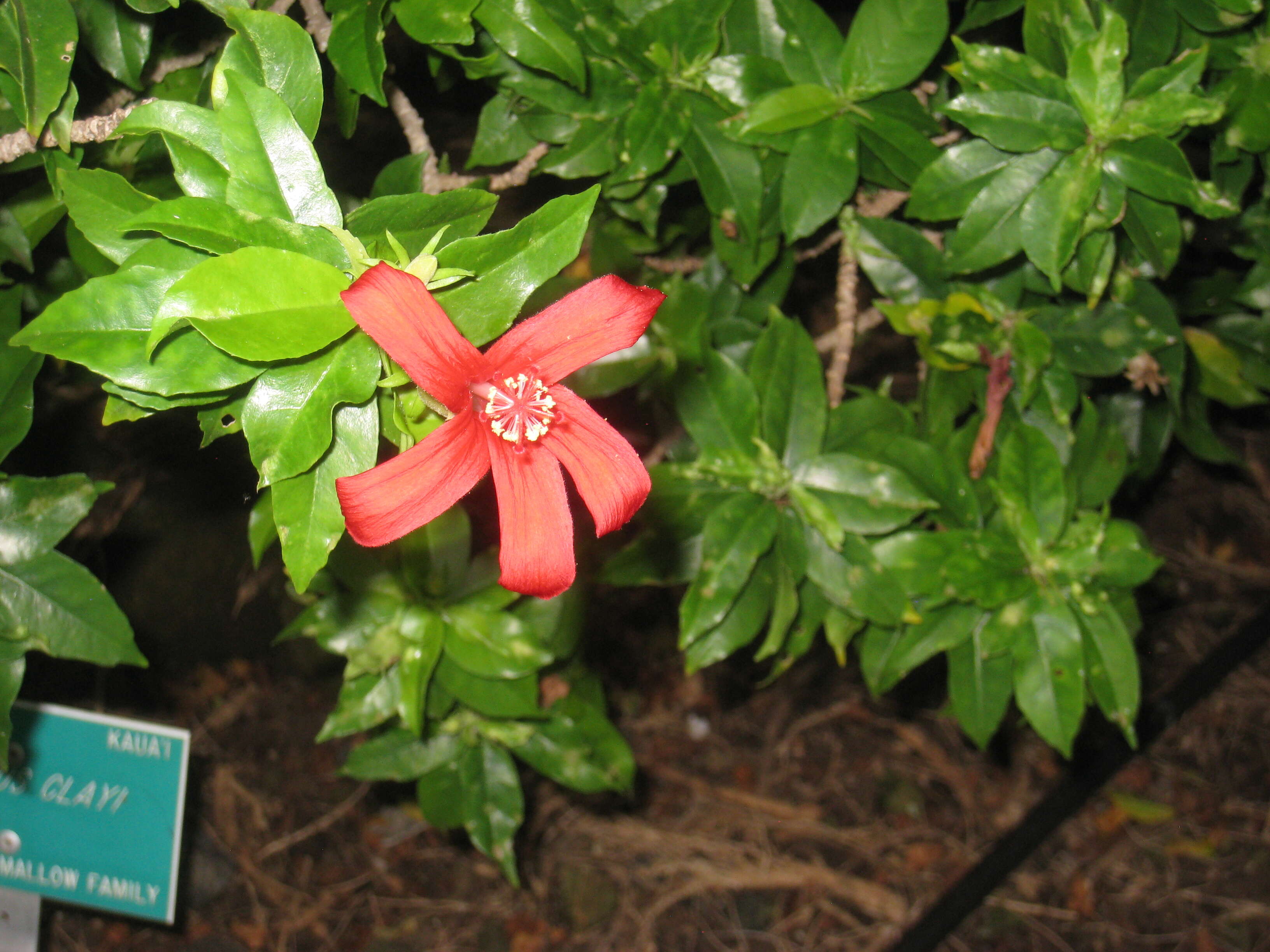 Image of Clay's Hibiscus