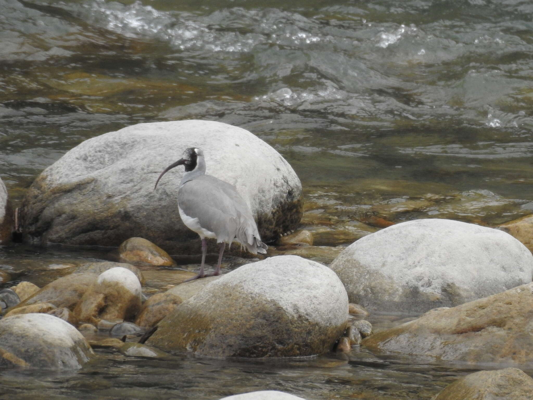 Image of ibisbills