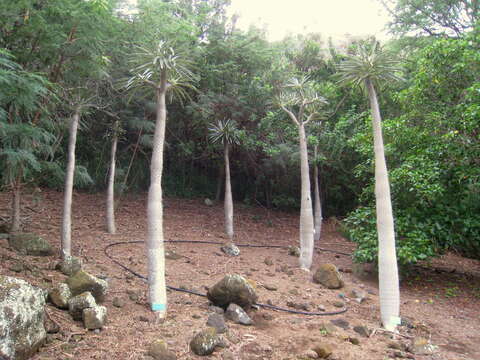 Image of Pachypodium geayi Costantin & Bois