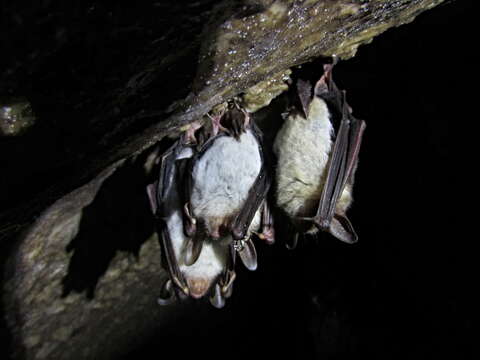 Image of Greater Mouse-eared Bat