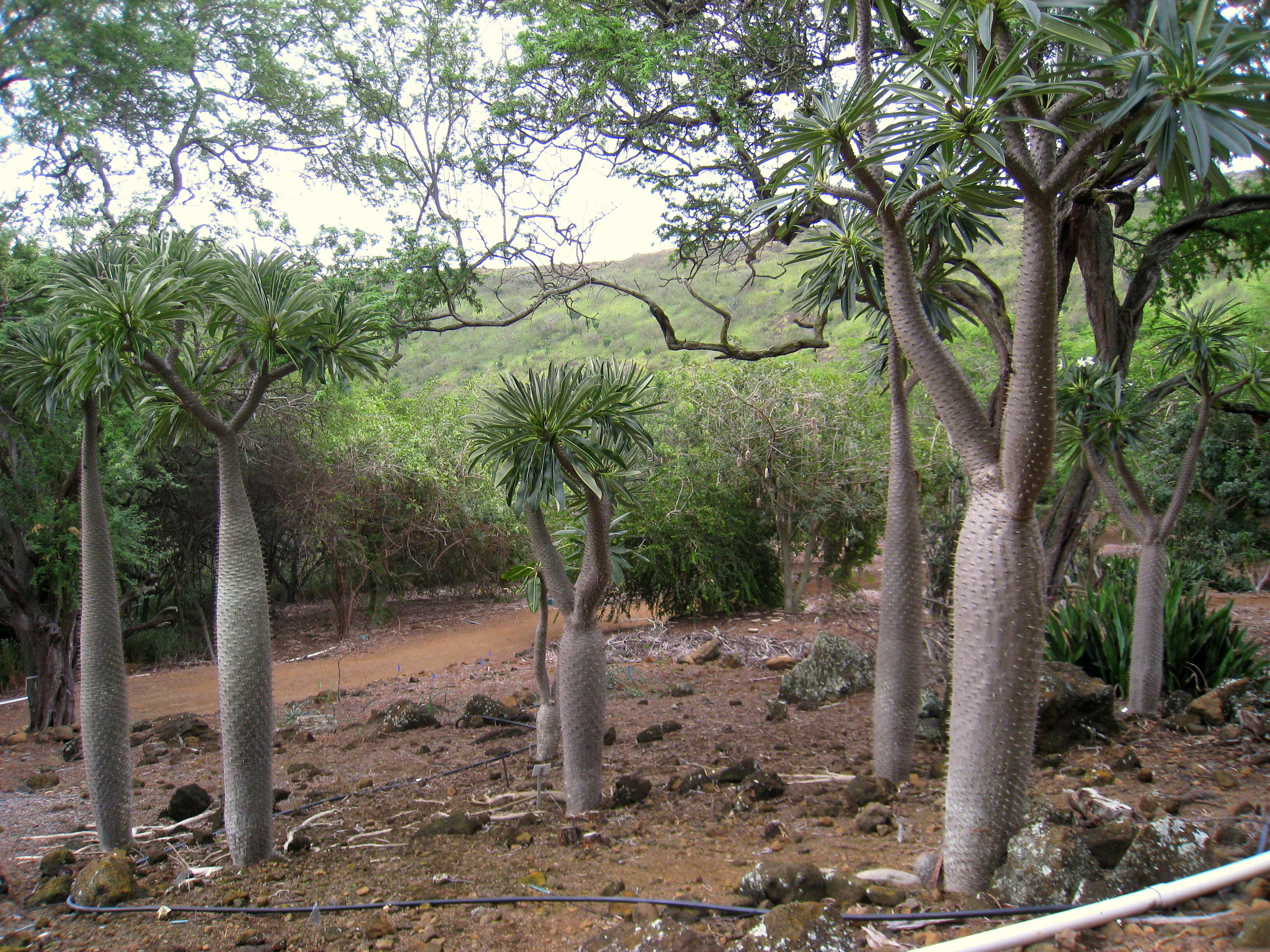 Image of Pachypodium lamerei Drake