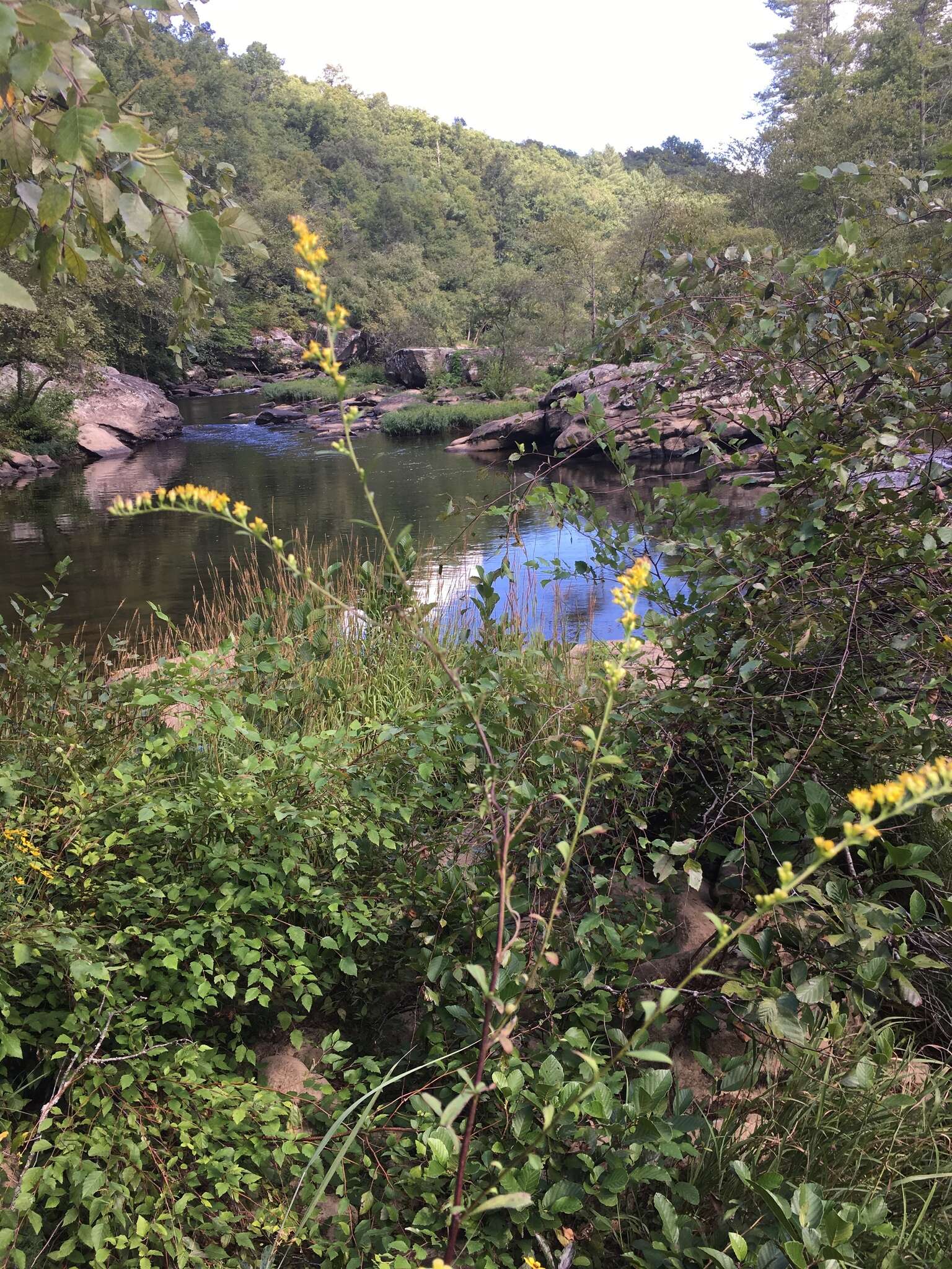 Image of Atlantic goldenrod