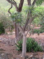 Image of Pachypodium lamerei Drake