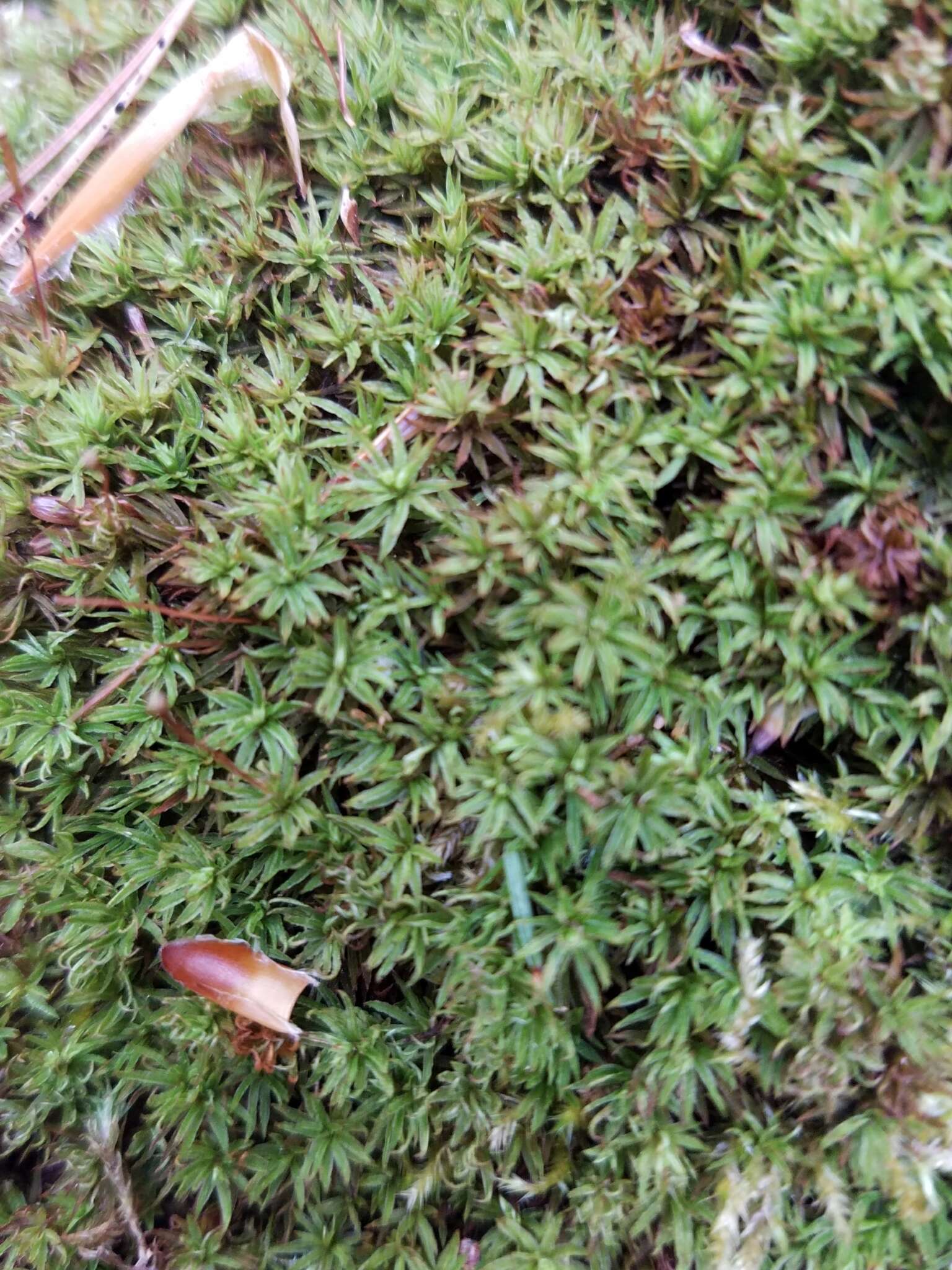 Image of atrichum moss