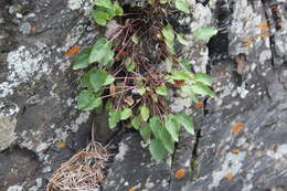 Imagem de Campanula kolenatiana C. A. Mey. ex Rupr.