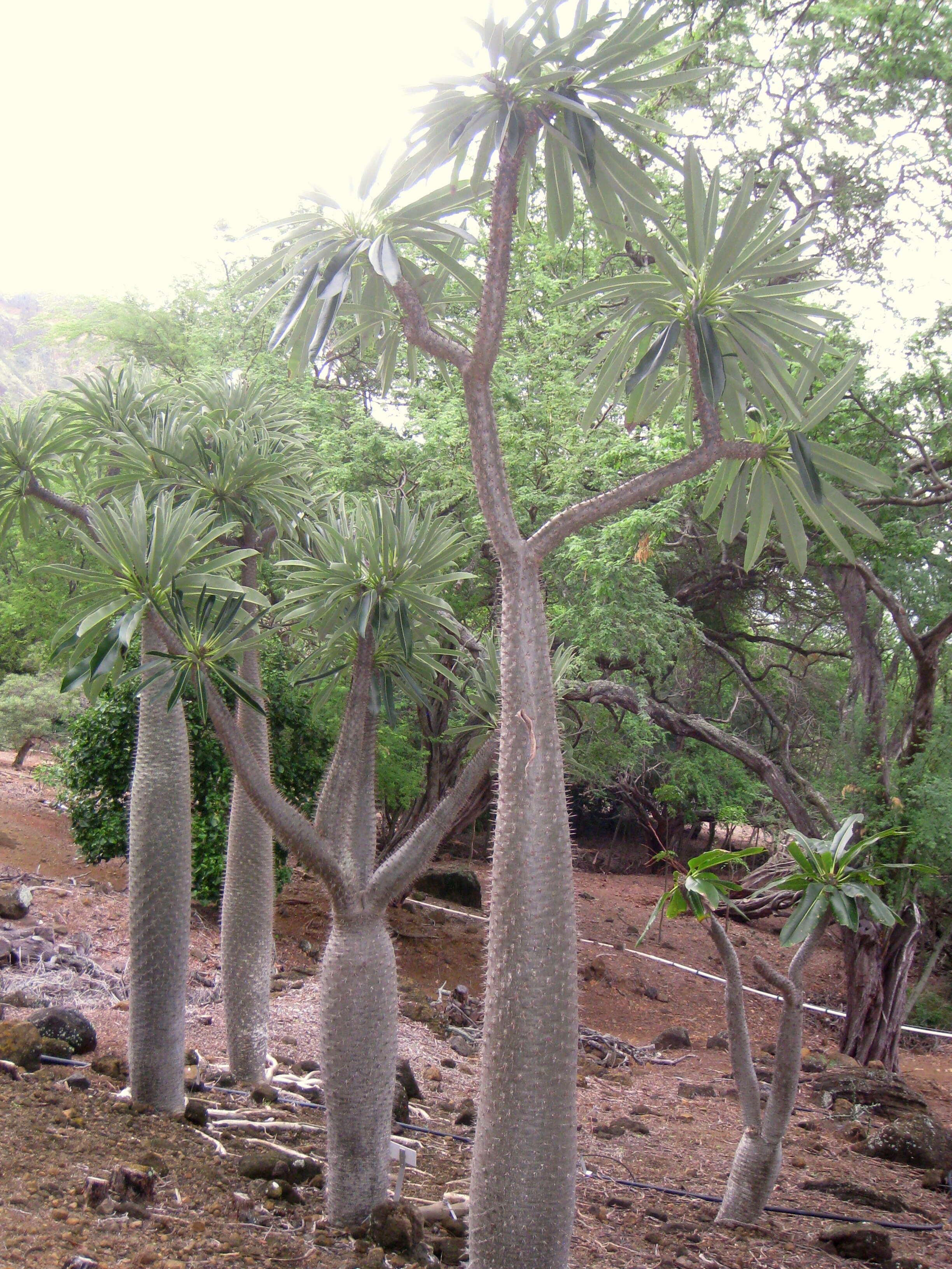 Image of Pachypodium lamerei Drake