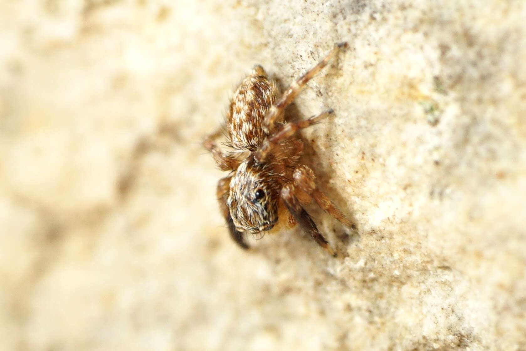 Image of Pseudeuophrys vafra (Blackwall 1867)