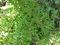 Image of river false buttonweed