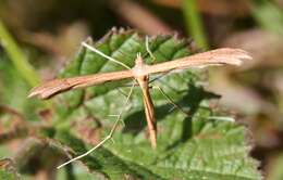 Image de Stenoptilia pterodactyla (Linnaeus 1761)