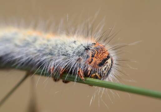 Image of grass eggar