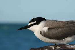 Image of Gray-backed Tern