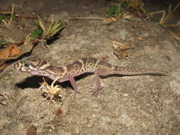 Image of Central American Banded Gecko