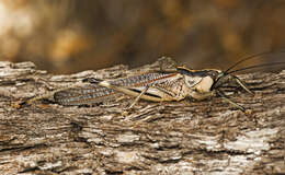 Nicsara bifasciata (Redtenbacher 1891) resmi