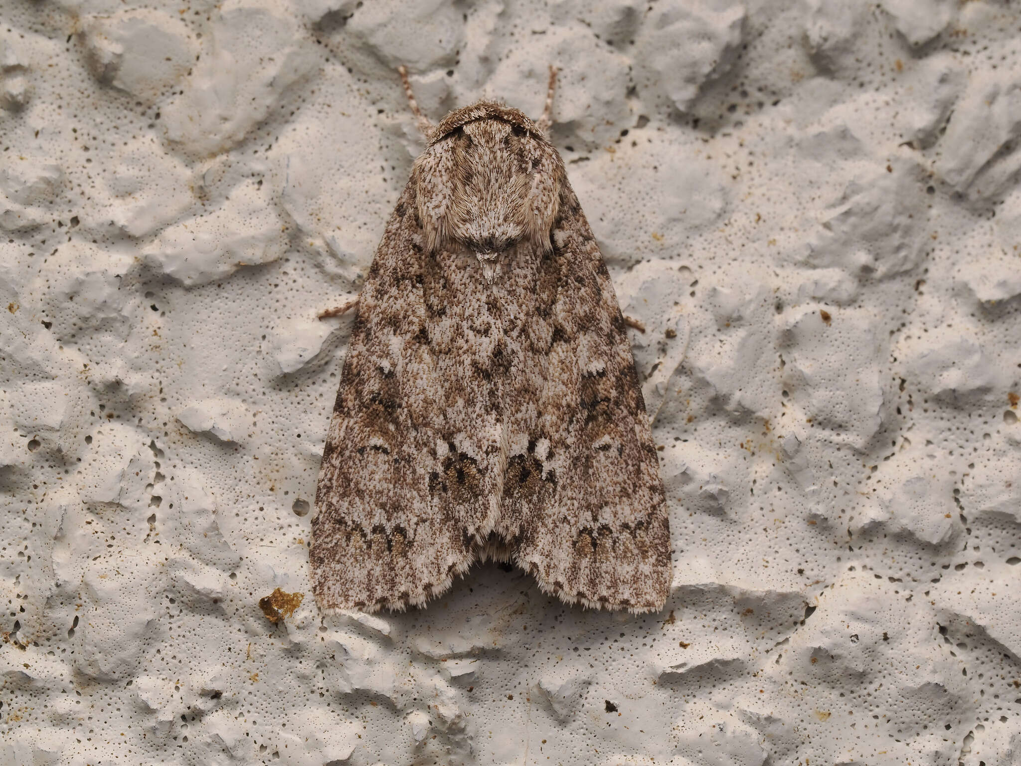 Image of Acronicta pruinosa Guenée 1852