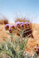 Image of cardoon