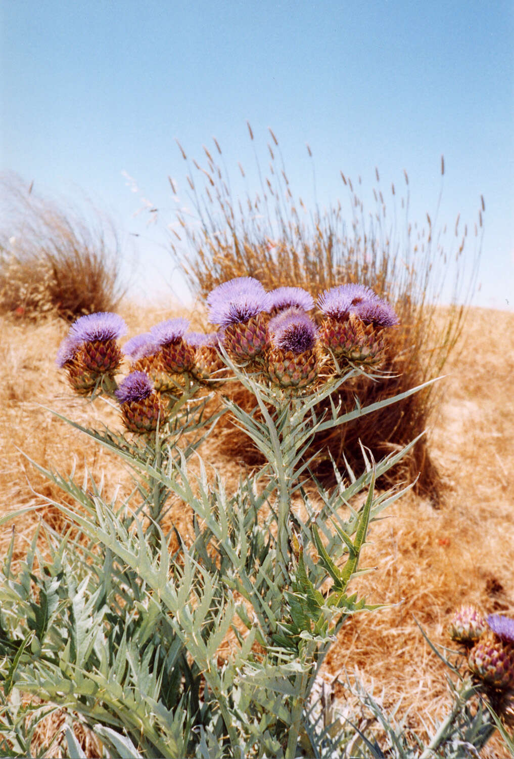 Image of cardoon