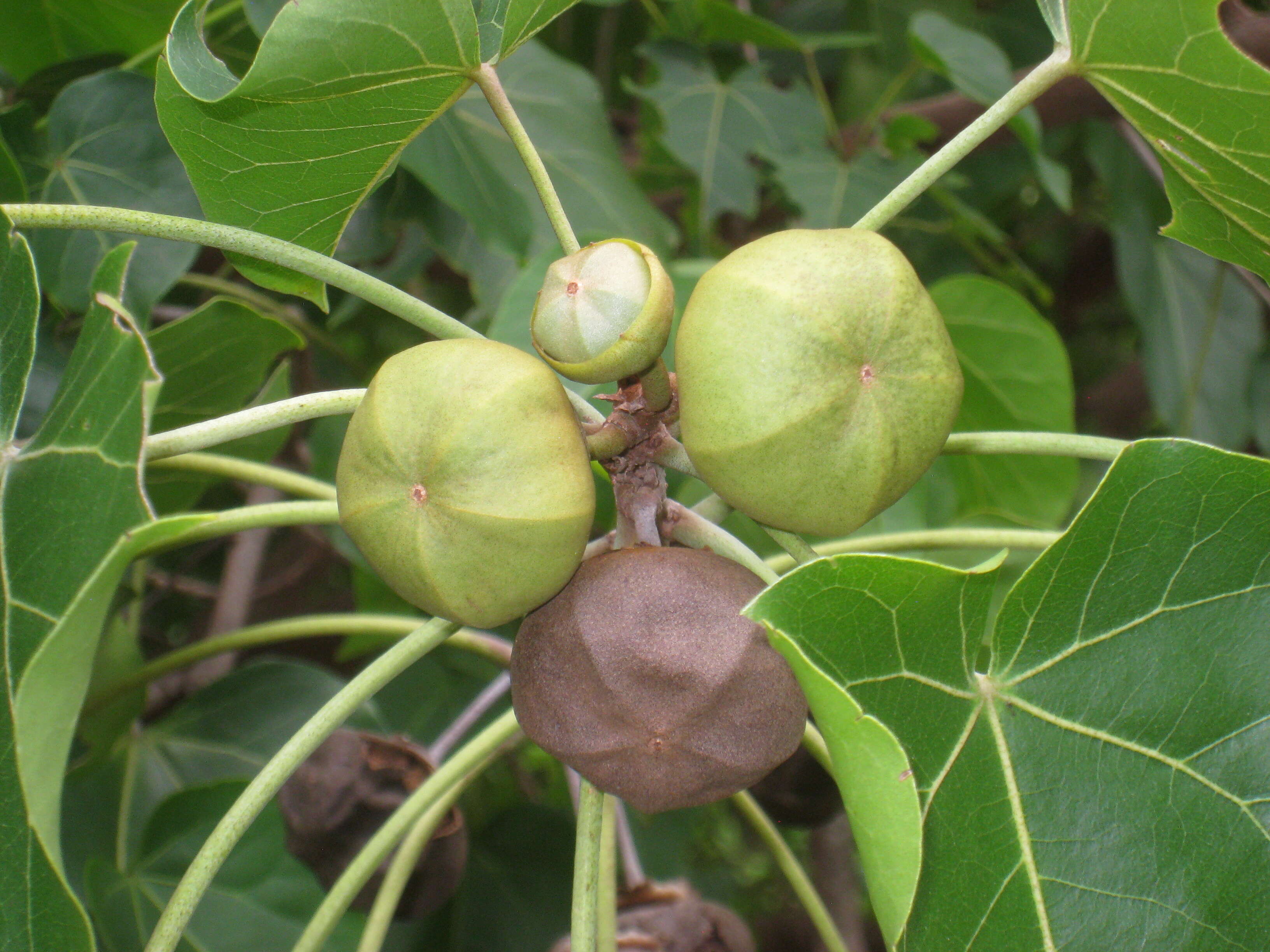 Image of Portia tree