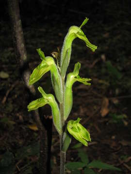 Image of Sarcoglottis sceptrodes (Rchb. fil.) Schltr.