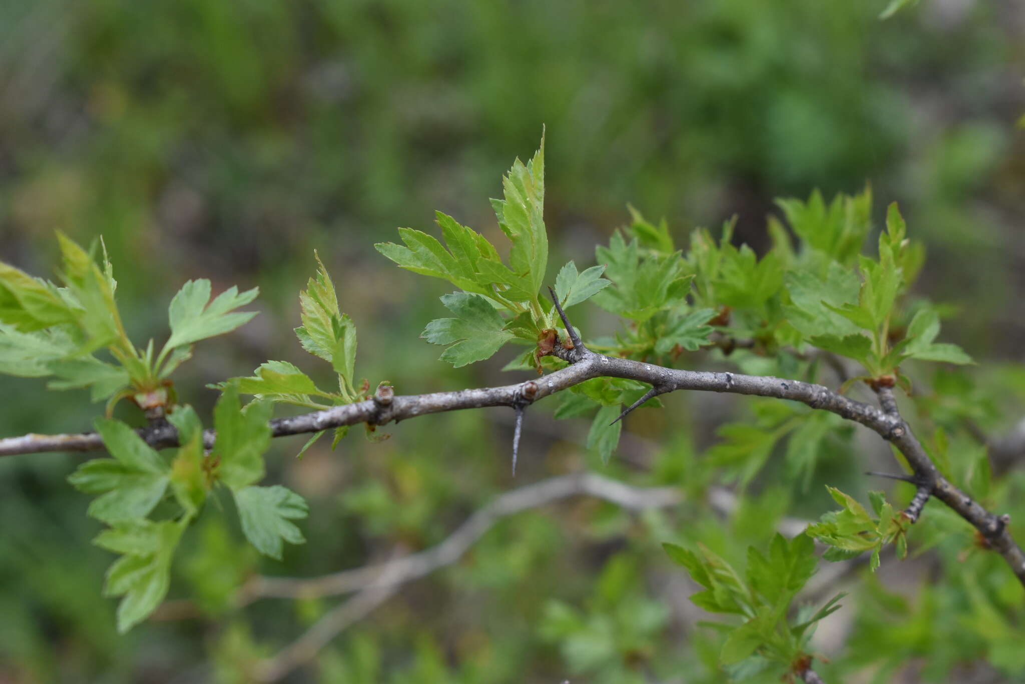 Image of Chinese Hawthorn