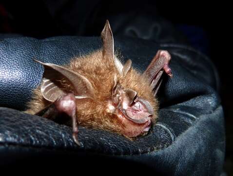 Image de Pearson's Horseshoe Bat