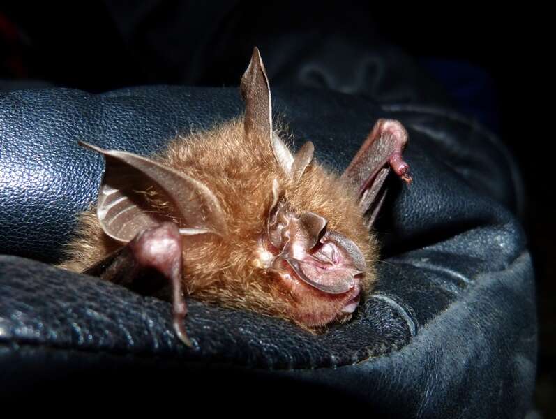 Image of Pearson's Horseshoe Bat