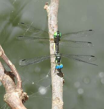 Imagem de Tetrathemis irregularis Brauer 1868