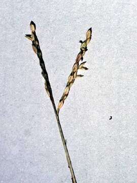 Image de Paspalum distichum L.