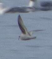 Image of fork-tailed storm-petrel