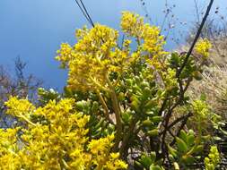 Image of tree stonecrop