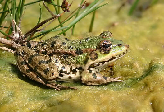 Image of Pelophylax esculentus