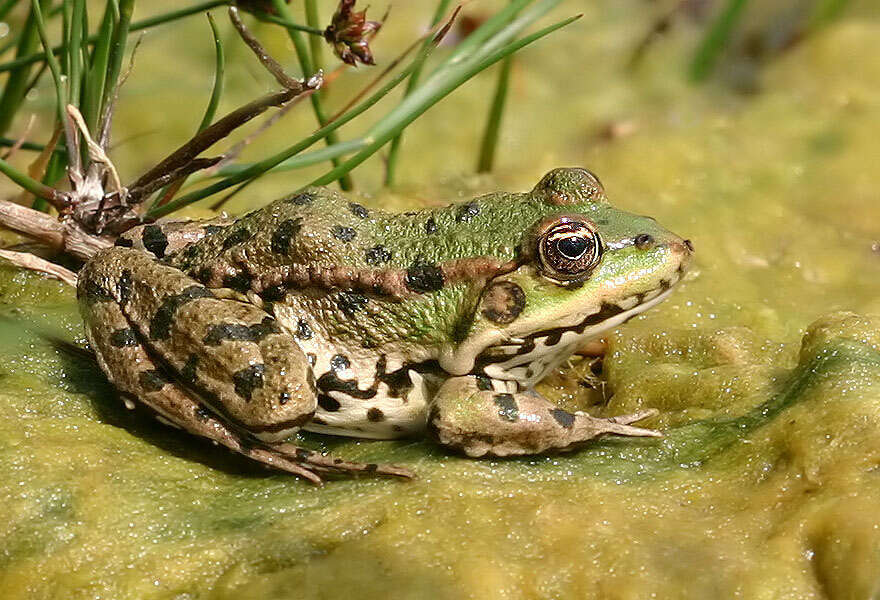 صورة Pelophylax esculentus